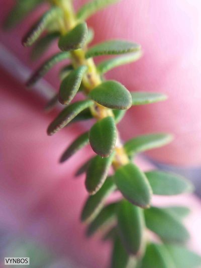 Agathosma lanceolata, photographed by Chris Vynbos