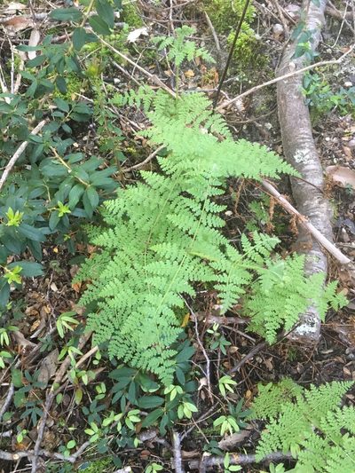 Hypolepis poeppigii, photographed by Luciana Elizalde