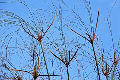 Cyperus giganteus, photographed by Hugo Hulsberg