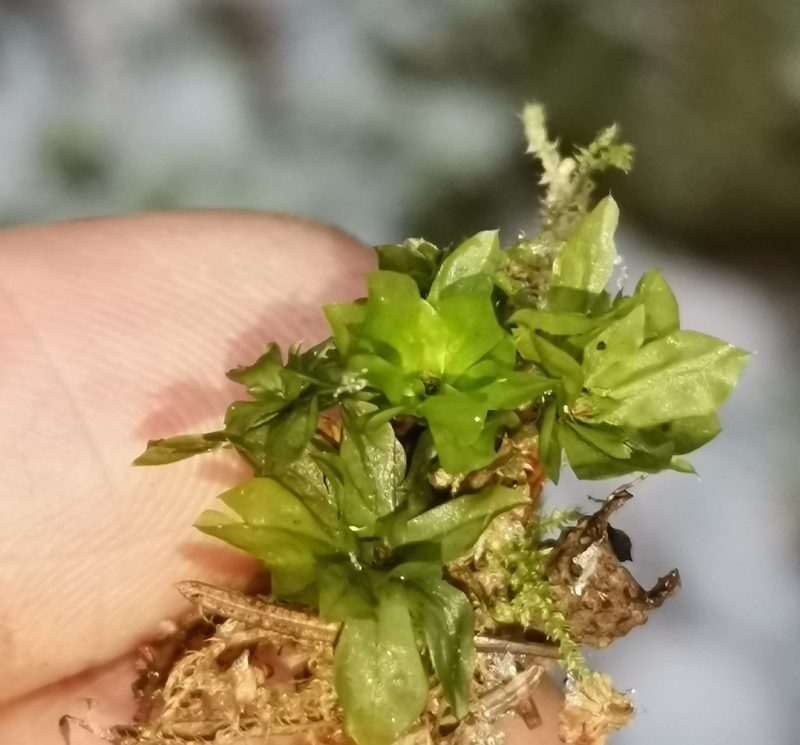 Rhodobryum roseum, photographed by Ilkka Kaita-aho