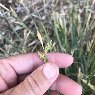 Carex triquetra, photographed by Amy Huie