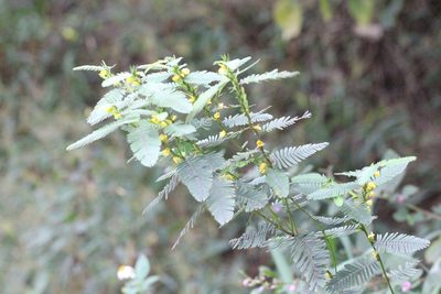 Chamaecrista leschenaultiana, photographed by Agnes Trekker