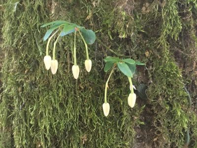 Luzuriaga radicans, photographed by Luciana Elizalde
