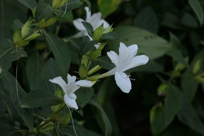 Barleria lawii, photographed by Dinesh Valke