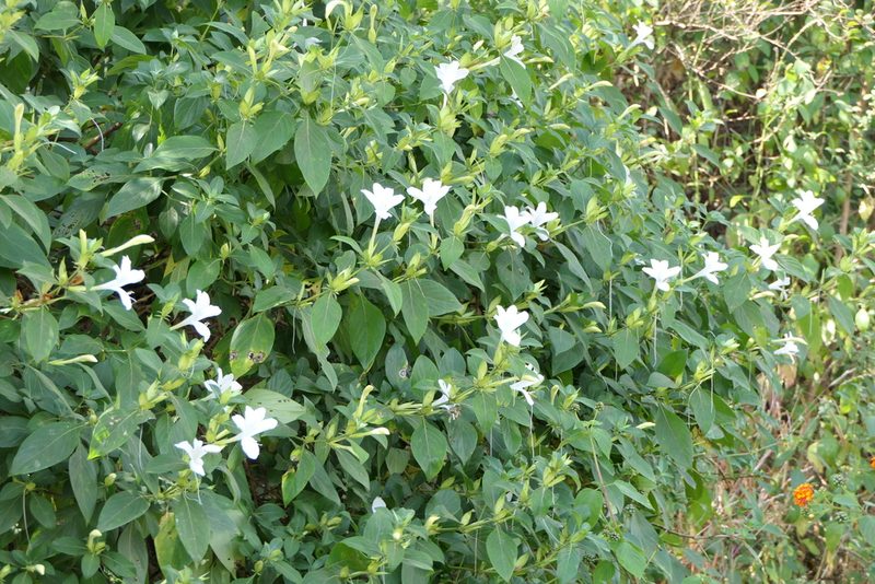 Barleria lawii, photographed by Dinesh Valke