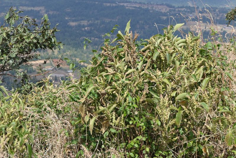 Strobilanthes callosa, photographed by Dinesh Valke