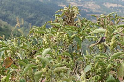 Strobilanthes callosa, photographed by Dinesh Valke