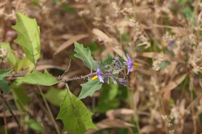 Solanum hovei, photographed by Dinesh Valke