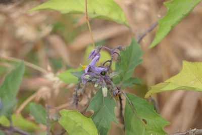 Solanum hovei, photographed by Dinesh Valke