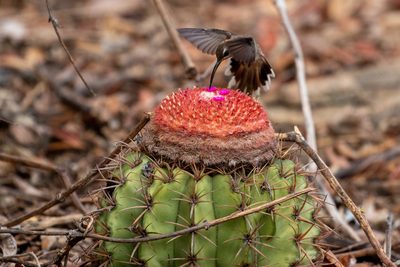 Melocactus zehntneri, photographed by Thomaz de Carvalho Callado