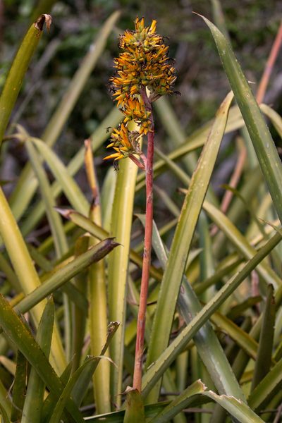 Aechmea aquilega, photographed by Thomaz de Carvalho Callado