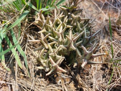 Orbea tapscottii, photographed by Manuel R Popp