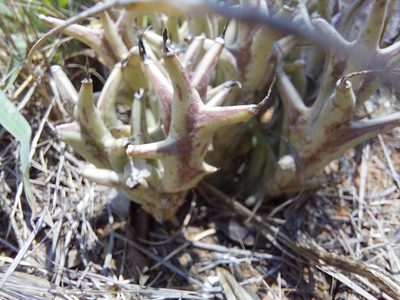 Orbea tapscottii, photographed by Manuel R Popp