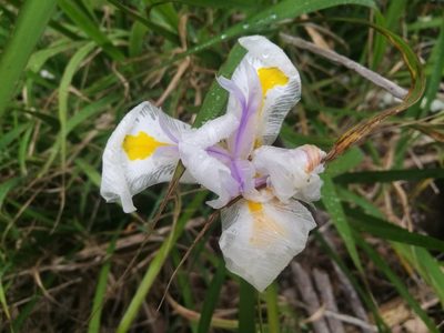 Dietes grandiflora, photographed by chrishorak