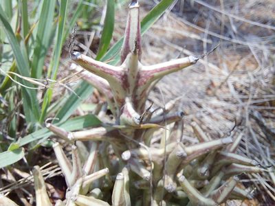 Orbea tapscottii, photographed by Manuel R Popp