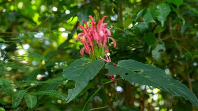 Justicia carnea, photographed by Denis Zabin