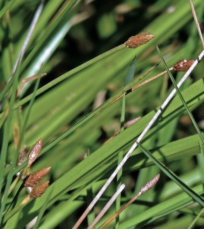 Eleocharis elegans, photographed by Hugo Hulsberg