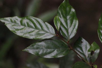 Diospyros eriantha, photographed by Agnes Trekker