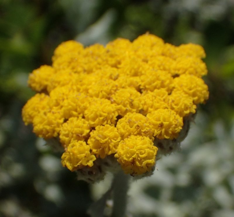Helichrysum dasyanthum, photographed by Nicola van Berkel