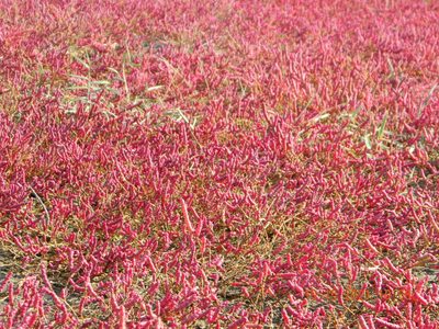Salicornia perennans, photographed by Galyna Mykytynets