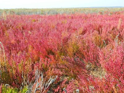 Salicornia perennans, photographed by Galyna Mykytynets