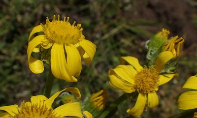 Senecio coronatus, photographed by Nicola van Berkel