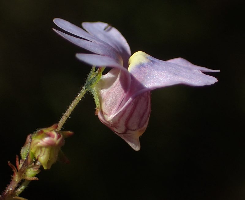 Nemesia leipoldtii, photographed by Nicola van Berkel