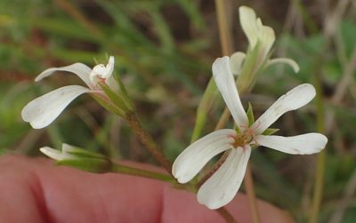 Pelargonium alchemilloides, photographed by Nicola van Berkel