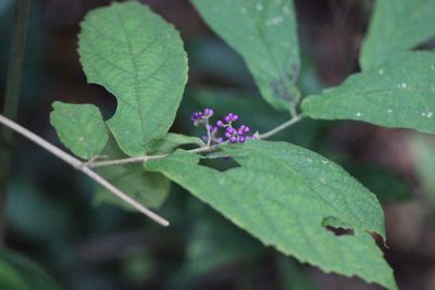 Callicarpa rubella, photographed by Agnes Trekker