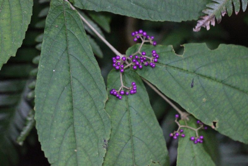 Callicarpa rubella, photographed by Agnes Trekker