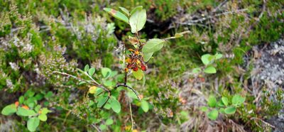 Cotoneaster cinnabarinus, photographed by Георгий Виноградов (Georgy Vinogradov)