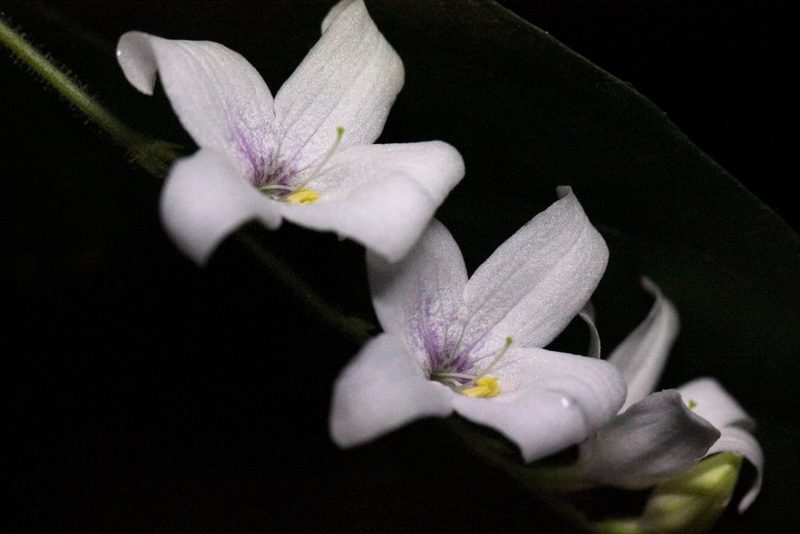 Codonacanthus pauciflorus, photographed by Agnes Trekker