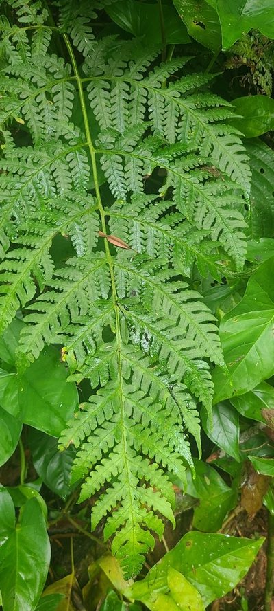 Lonchitis hirsuta, photographed by ritirene