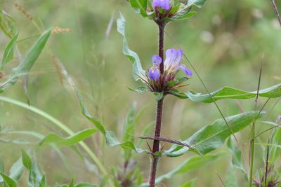 Hygrophila auriculata, photographed by Dinesh Valke