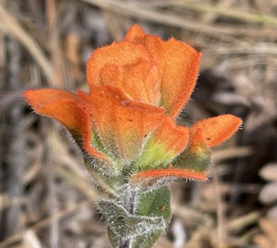 Castilleja latifolia, photographed by Irene