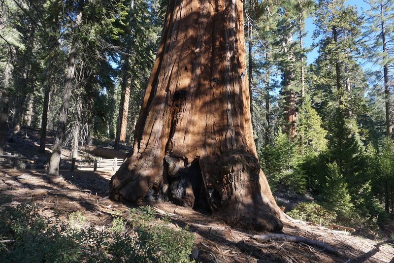 Sequoiadendron giganteum, photographed by Jeff Lahr