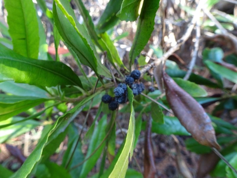 Myrica californica, photographed by Thomas Koffel
