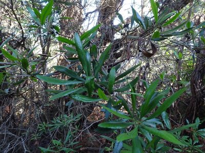 Myrica californica, photographed by Thomas Koffel