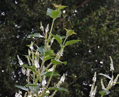 Aloysia virgata, photographed by Hugo Hulsberg