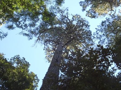 Pinus muricata, photographed by Thomas Koffel