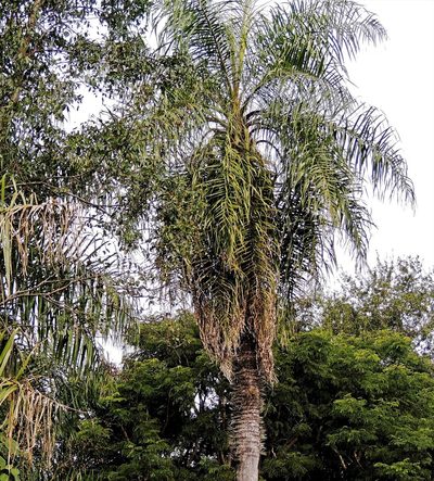 Acrocomia totai, photographed by Hugo Hulsberg