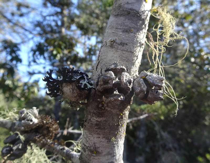 Hesperocyparis pygmaea, photographed by Thomas Koffel
