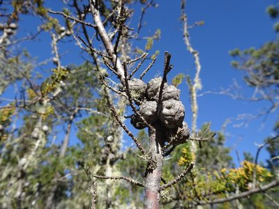 Hesperocyparis pygmaea, photographed by Thomas Koffel