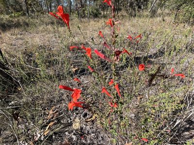 Clinopodium coccineum