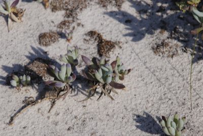 Curio crassulifolius, photographed by Tony Rebelo