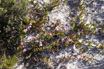 Ruschia sarmentosa, photographed by Tony Rebelo