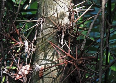 Gleditsia amorphoides, photographed by Hugo Hulsberg