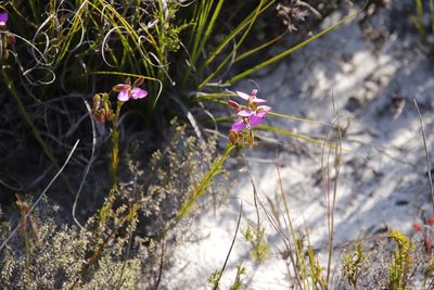 Polygala recognita, photographed by Tony Rebelo