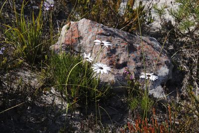 Dimorphotheca nudicaulis, photographed by Tony Rebelo