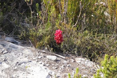 Hyobanche sanguinea, photographed by Tony Rebelo